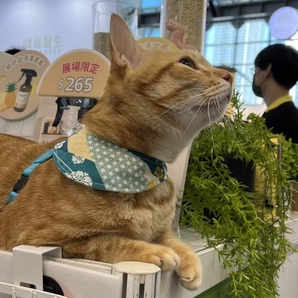 路易｜南港寵物展銷售高手招募